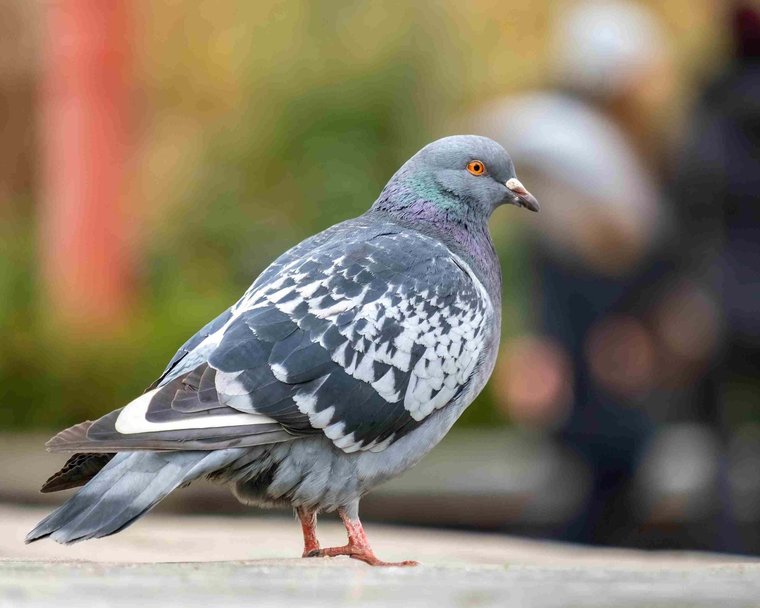 prevention anti pigeon